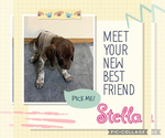 Puppy Stella German Shorthaired Pointer