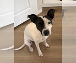 Small #9 Lab-Pointer