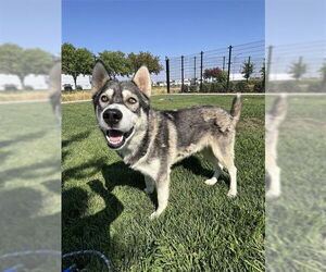 Siberian Husky-Unknown Mix Dogs for adoption in Elk Grove, CA, USA