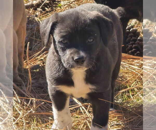 Medium Photo #4 Labrador Retriever-Unknown Mix Puppy For Sale in Alexander, AR, USA