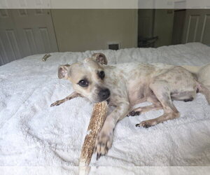 Italian Greyhuahua Dogs for adoption in Arlington, WA, USA