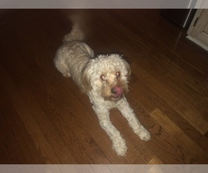 Cavapoo Puppy for sale in STOCKBRIDGE, GA, USA