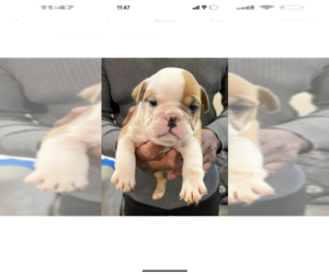 English Bulldog Puppy for sale in REDFORD, MI, USA