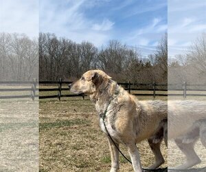 Great Pyrenees-Unknown Mix Dogs for adoption in Boonton, NJ, USA