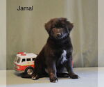 Small Rottweiler Mix
