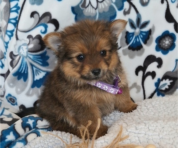 Medium Photo #2 Yoranian Puppy For Sale in ELKTON, KY, USA