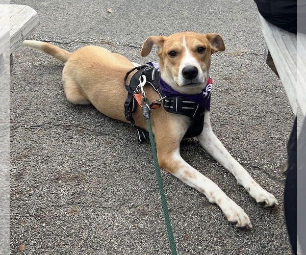 Medium Photo #7 Mutt Puppy For Sale in Germantown, OH, USA