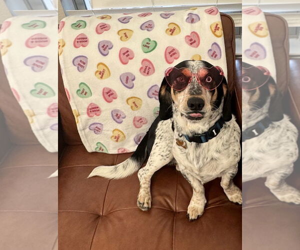 Medium Photo #7 Bagle Hound Puppy For Sale in Carrollton, TX, USA