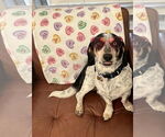 Small #6 Bagle Hound