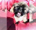 Small #9 Shih Tzu