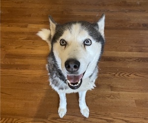 Siberian Husky Puppy for sale in KANSAS CITY, MO, USA