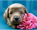 Puppy Puppy 3 Cavapoo