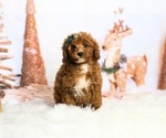 Puppy 11 Goldendoodle (Miniature)