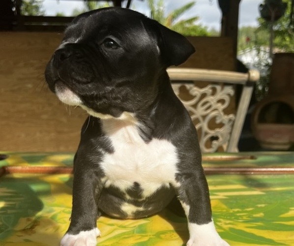 Medium Photo #9 American Bully Puppy For Sale in TAMPA, FL, USA