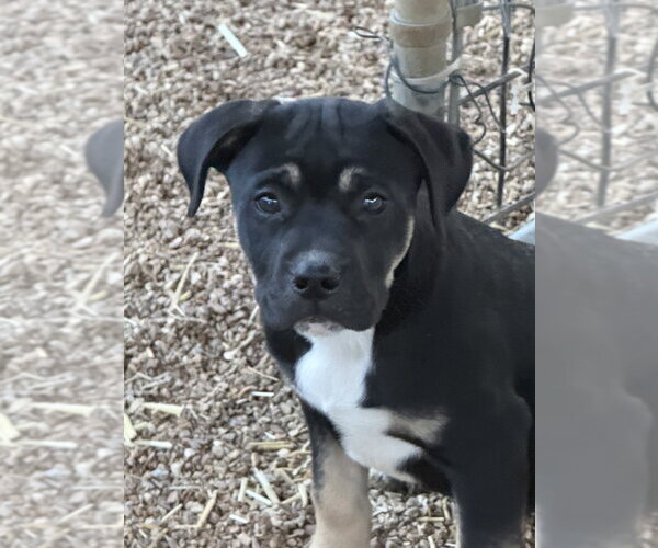 Medium Photo #2 Boxador Puppy For Sale in Bolivar, MO, USA