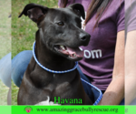 Small #3 Labrador Retriever Mix