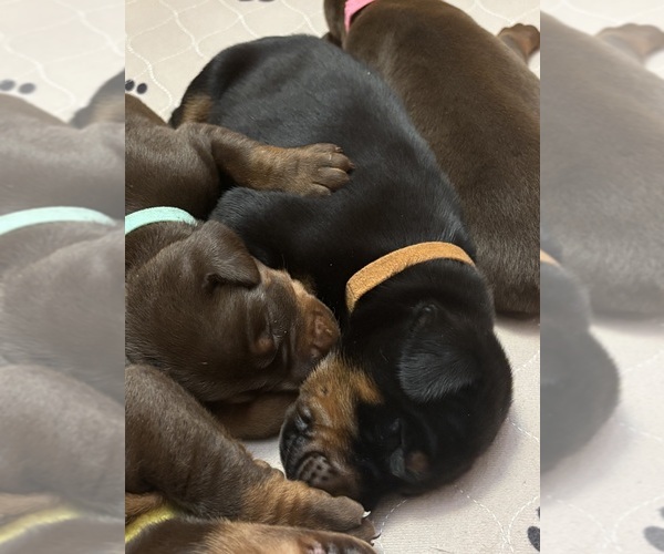 Medium Photo #1 Doberman Pinscher Puppy For Sale in MACOMB TOWNSHIP, MI, USA
