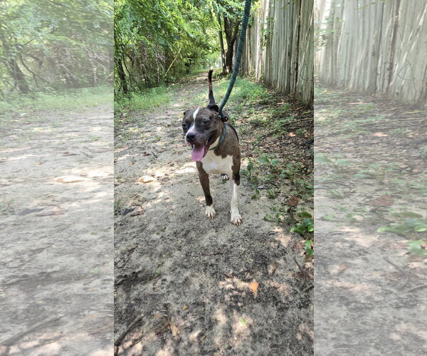 Medium Photo #2 American Staffordshire Terrier-Unknown Mix Puppy For Sale in Jackson, MS, USA