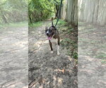 Small Photo #2 American Staffordshire Terrier-Unknown Mix Puppy For Sale in Jackson, MS, USA