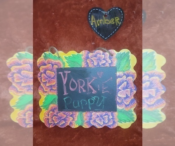 Medium Photo #7 Yorkshire Terrier Puppy For Sale in AKRON, OH, USA