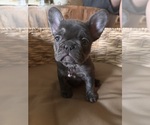 Puppy Puppy 5 French Bulldog