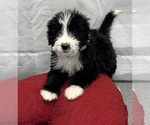 Small #2 Bernedoodle