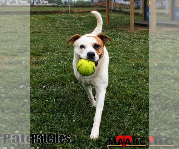 Medium Photo #1 Labrador Retriever-Unknown Mix Puppy For Sale in Maryville, TN, USA