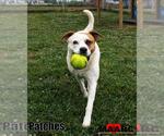 Small Labrador Retriever Mix