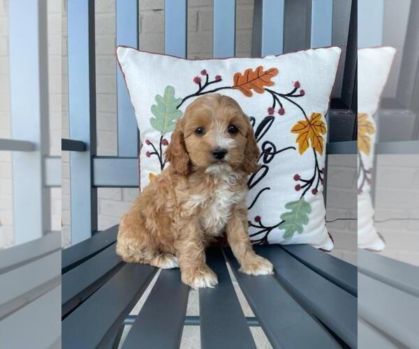 Medium Photo #2 Cavapoo Puppy For Sale in FRANKLIN, IN, USA