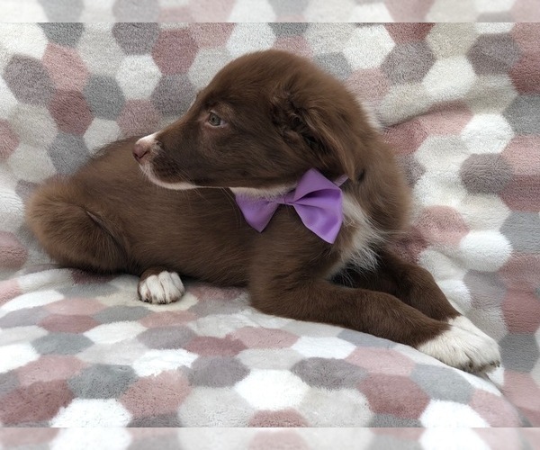 Medium Photo #5 Border Collie Puppy For Sale in CLAY, PA, USA