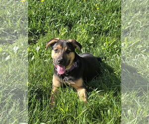 Mutt Dogs for adoption in Appleton, WI, USA