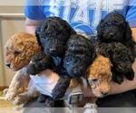 Small Photo #2 Poodle (Miniature) Puppy For Sale in LEONARDVILLE, KS, USA