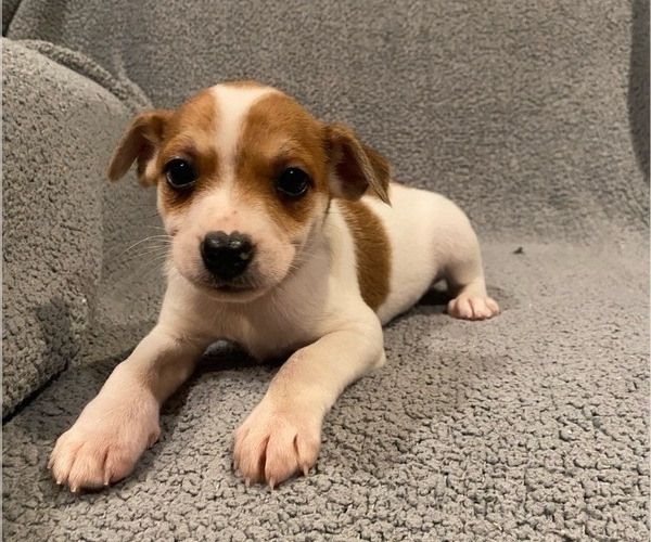 Medium Photo #27 Jack Russell Terrier Puppy For Sale in RICHMOND, MI, USA