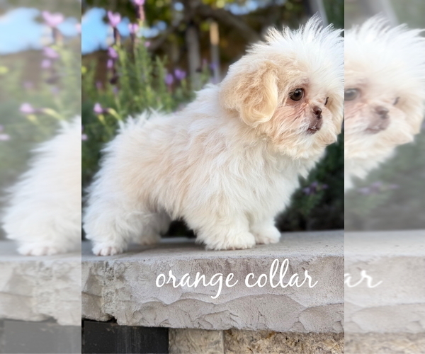 Medium Photo #4 Shih Tzu Puppy For Sale in RIVERSIDE, CA, USA