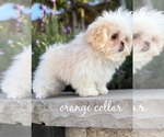 Small #3 Shih Tzu