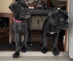 Small Photo #7 Cane Corso Puppy For Sale in LANHAM, MD, USA