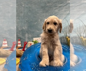 Goldendoodle Puppy for Sale in DUNCAN, North Carolina USA