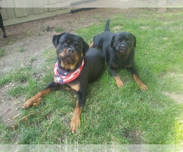 Medium Photo #1 Rottweiler Puppy For Sale in BEND, OR, USA