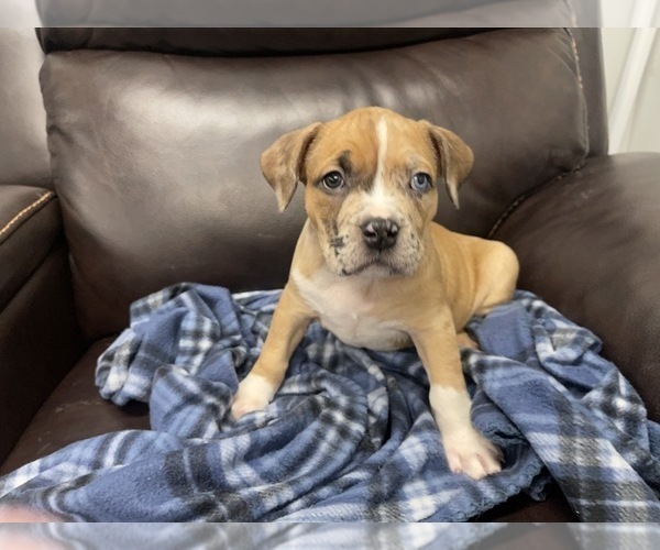 Medium Photo #94 American Bully Puppy For Sale in REESEVILLE, WI, USA