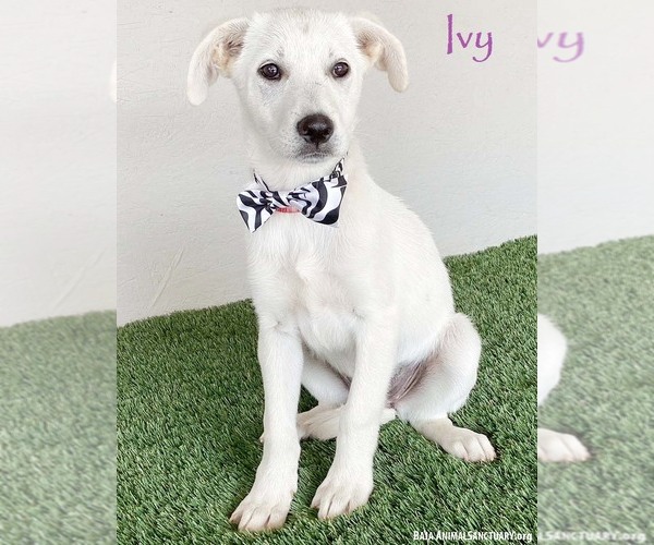 Medium Photo #1 Labrador Retriever-Unknown Mix Puppy For Sale in San Diego, CA, USA