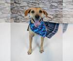 Small Photo #12 Labrador Retriever-Unknown Mix Puppy For Sale in Kennesaw, GA, USA