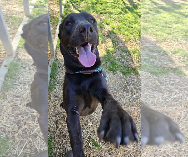 Medium Photo #3 Mutt Puppy For Sale in Jackson, MS, USA