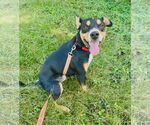 Small #4 Mutt