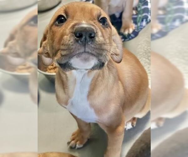 Medium Photo #1 Mutt Puppy For Sale in Visalia, CA, USA