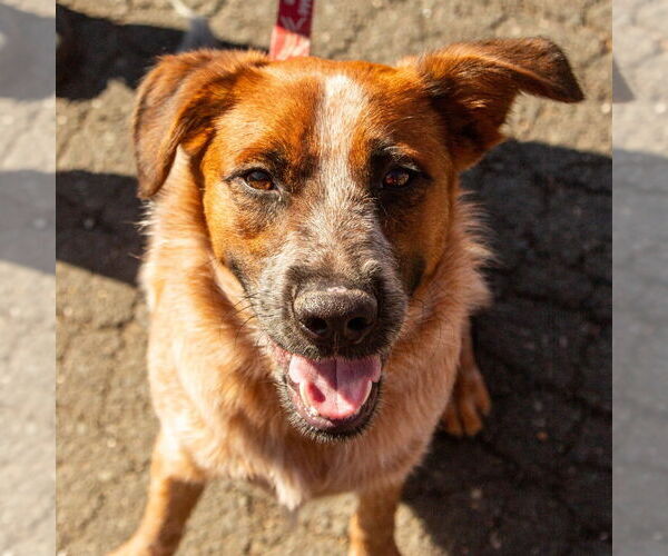 Medium Photo #1 Mutt Puppy For Sale in Canton, CT, USA