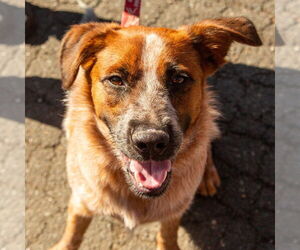 Mutt Dogs for adoption in Canton, CT, USA