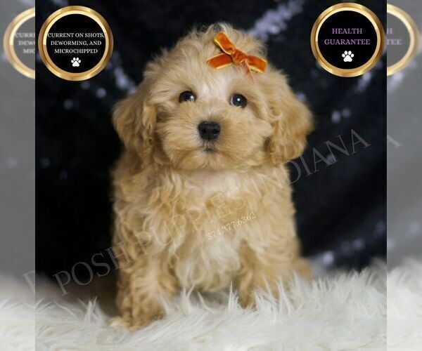 Medium Photo #6 Maltipoo Puppy For Sale in WARSAW, IN, USA