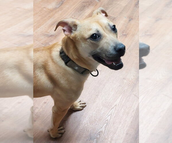 Medium Photo #8 Black Mouth Cur-Unknown Mix Puppy For Sale in Boston, MA, USA