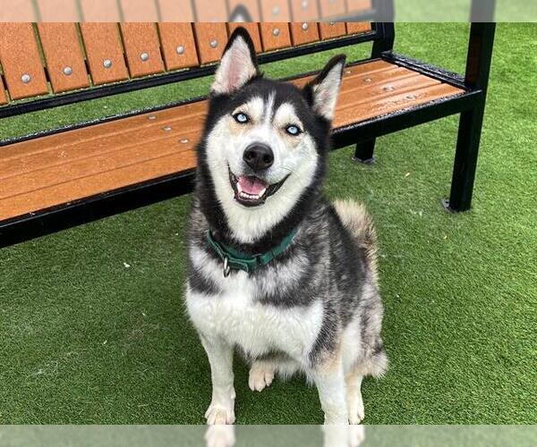 Medium Photo #2 Siberian Husky Puppy For Sale in Orange, CA, USA