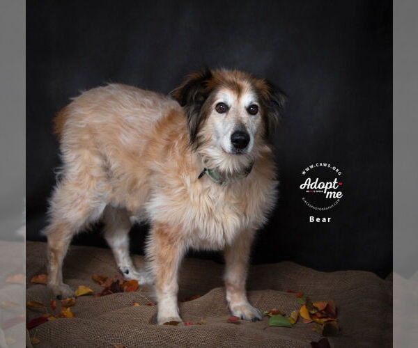 Medium Photo #13 Collie-Unknown Mix Puppy For Sale in Salt Lake City, UT, USA